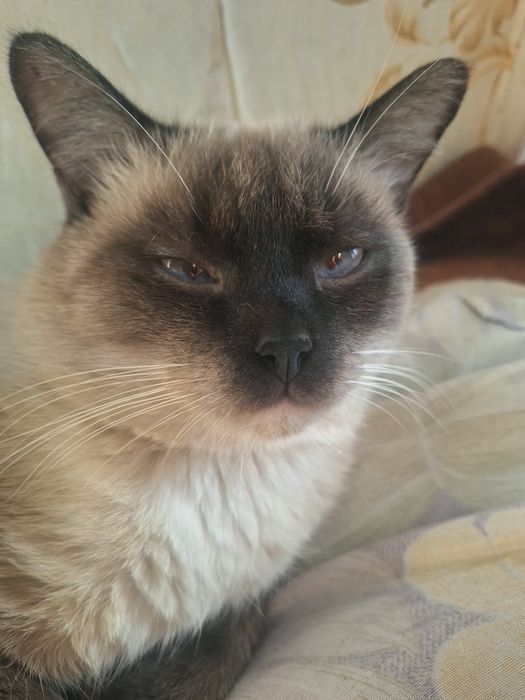 Сиямский мушук 2 ешда Визяткага 300000 сум