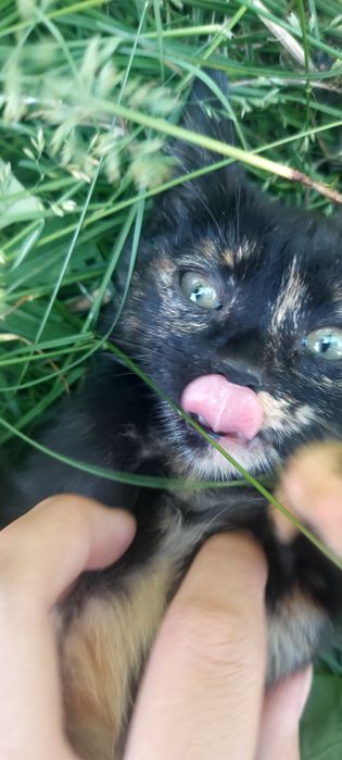 Отдается котенок в хорошие руки