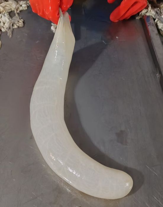 Черева свиная, баранья, синюга пластифицированная.