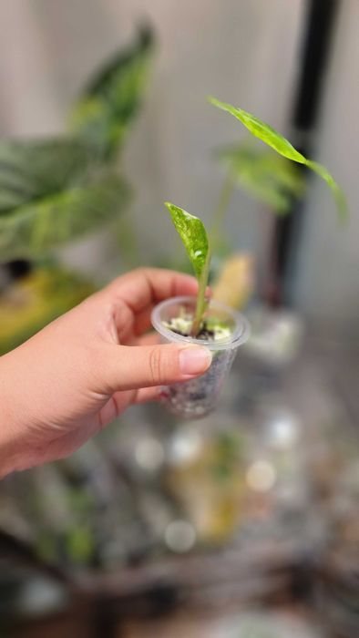 Алоказия одора детки