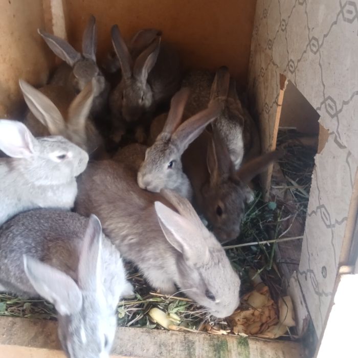 Киёнлар сотилади нархи 50