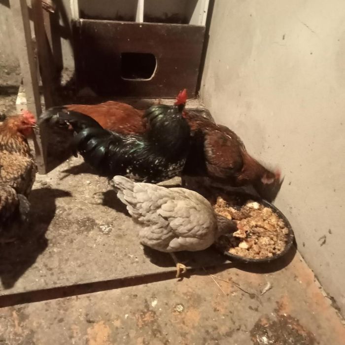 Обменяю петуховв