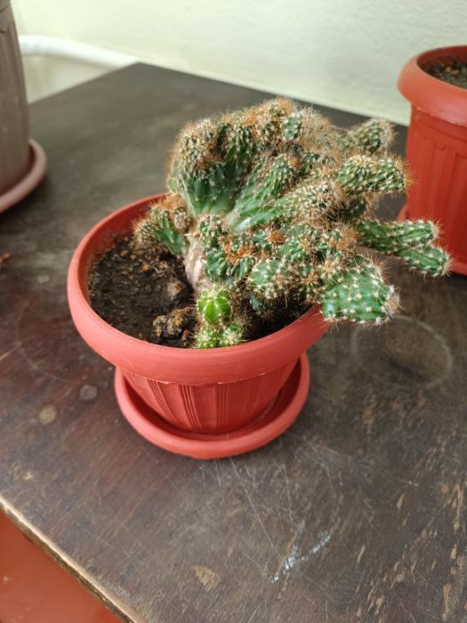 В горшке скалистый кактус