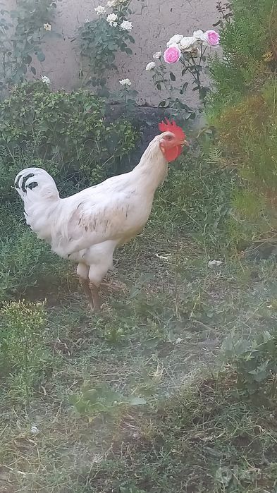 Xoroz sotiladi yaqinda qichqirishga kirdi