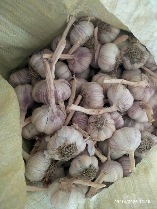 Chesnok, sarimsoqpiyoz, чеснок, garlic