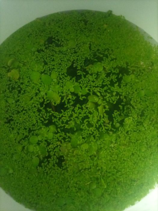 Обменяю ряску и элодею на рыбок