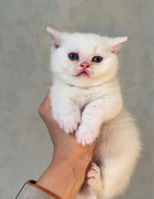 Мушук болалари сотилади