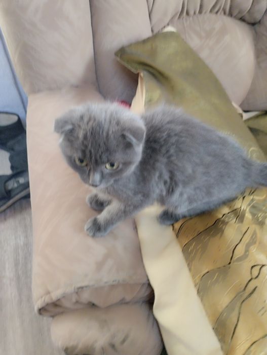 Отдам котят бесплатно