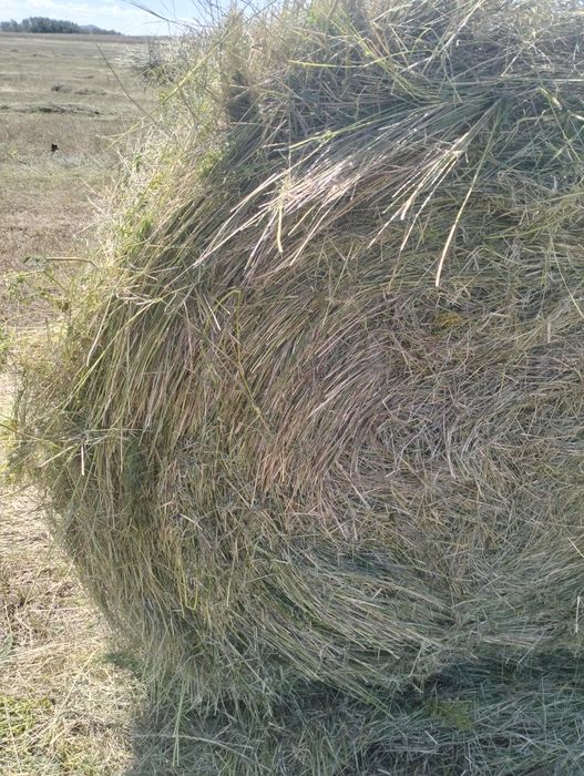 Продаётся сено житняк, луговое