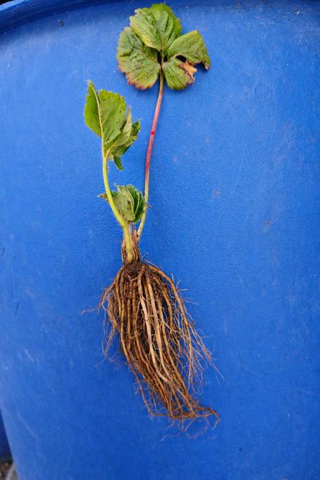 Целогодишни ягоди Монтерей – на гол корен