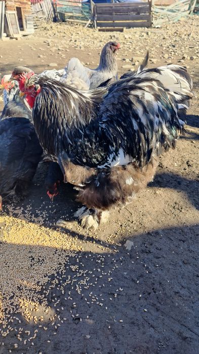 Ouă Brahma și cochinchina