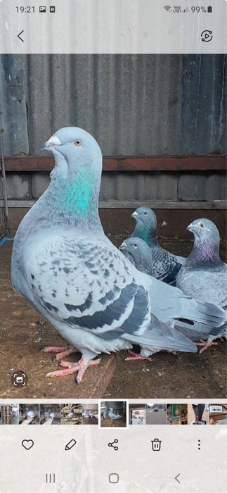 Porumbei standard romanesti de frumusete