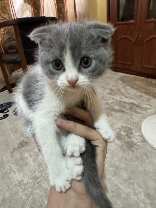 Продаем породистых кошечек