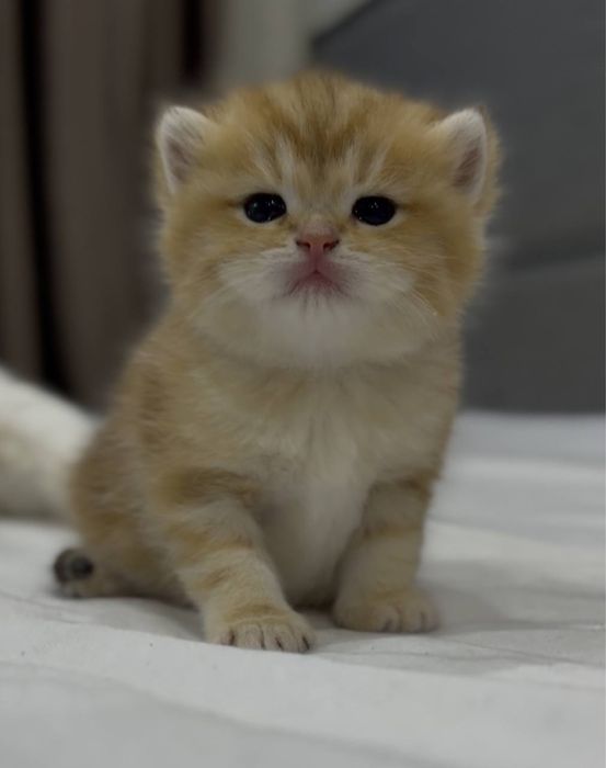 Золотая шиншилла! Чистокровные Британцы.