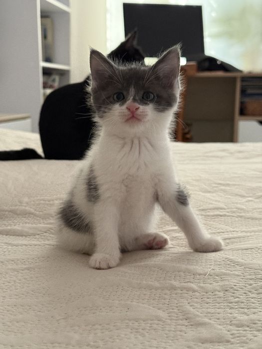 Продаются котята.