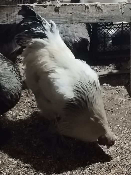 Петуха брамо белый