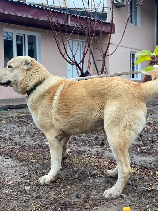 1 жас 4 айлык кушык сатылады