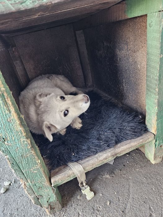 Отдам в хорошие руки.