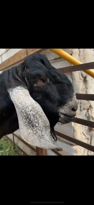 Țap Anglonubian, cu pedigree sau schimb cu cereale