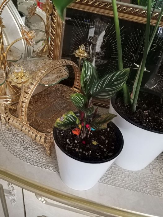 Продается комнатные растения