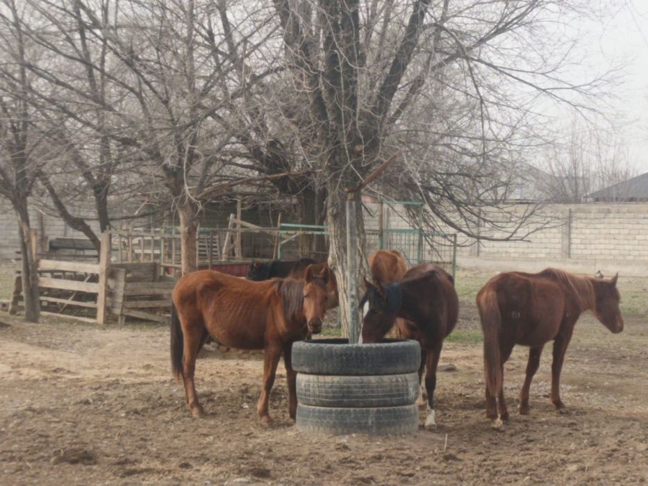 Байталдар сатылады бес бас