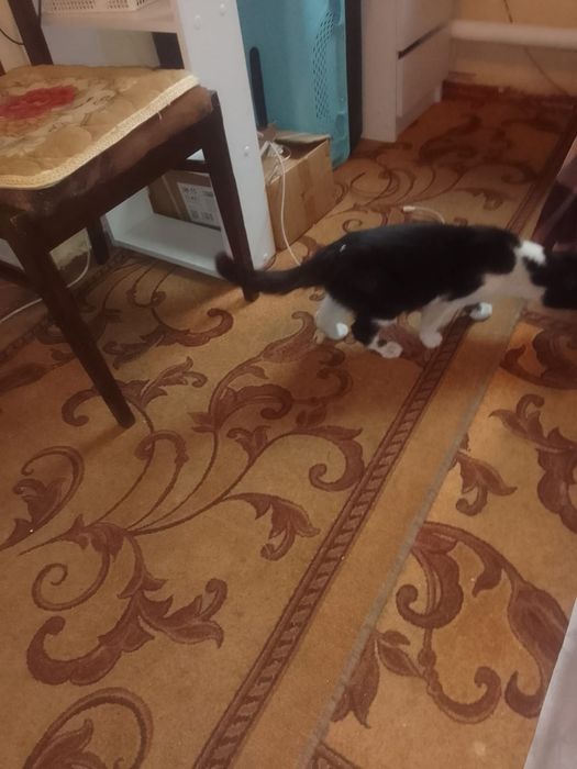 Срочно ищет дом кошечка