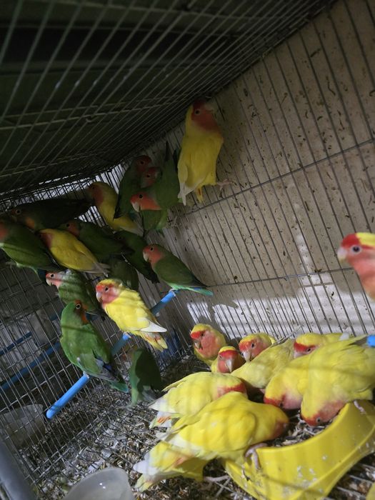 Неразлучники неразлучники