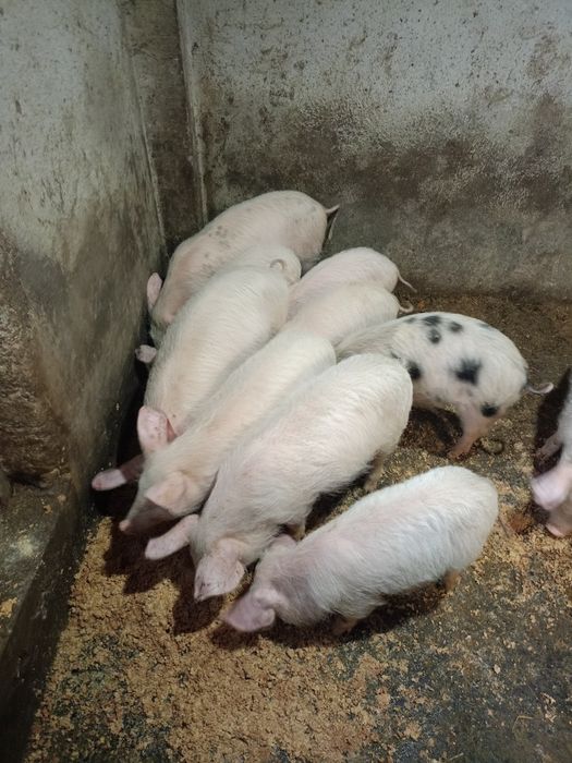 Малки прасета на три месеца