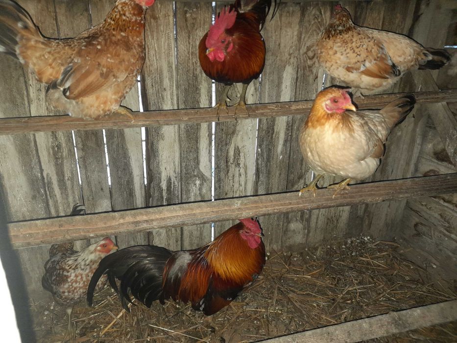 Gaini  pitice si cocosei