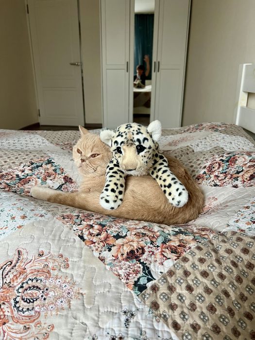 Кот Наполеон в добрые руки