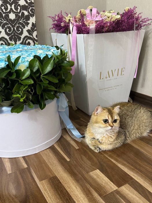 Золотое шиншила срочно !