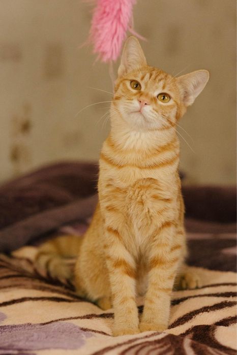 Рыжий котик ищет дом