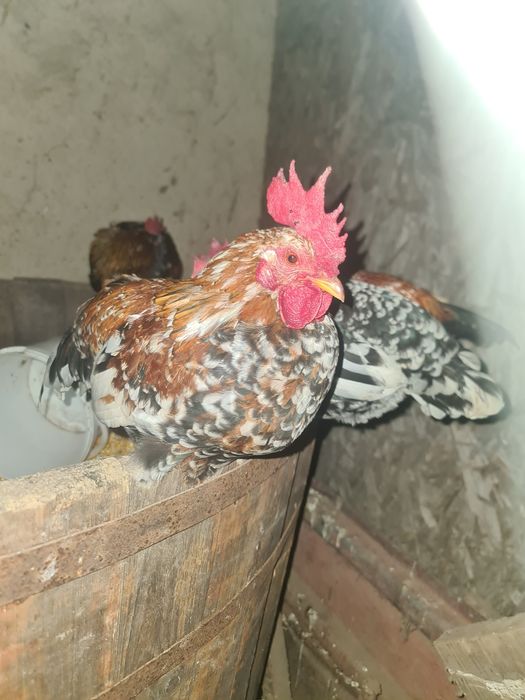 Cocoși pitici de vanzare