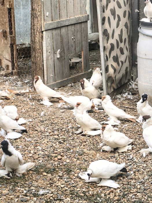 Шмалкалденски монахини