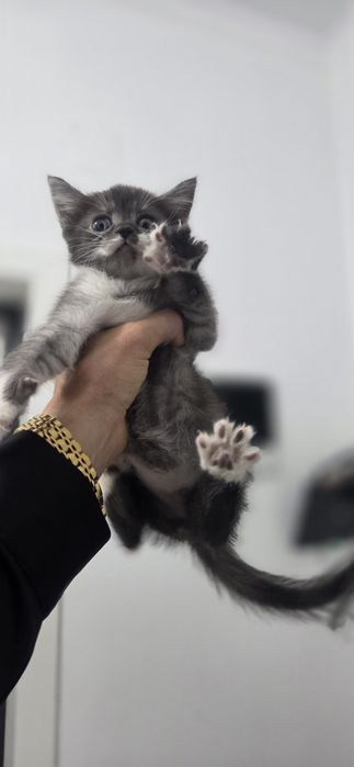 Кот меньше месяца