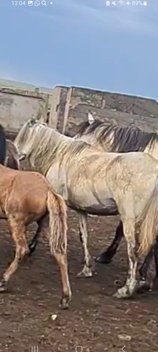 Продам кобылу 5 лет белая 2шт