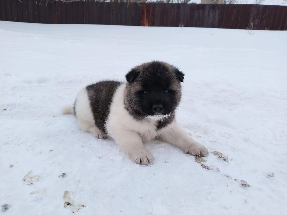 Щенки породы Американский акиты