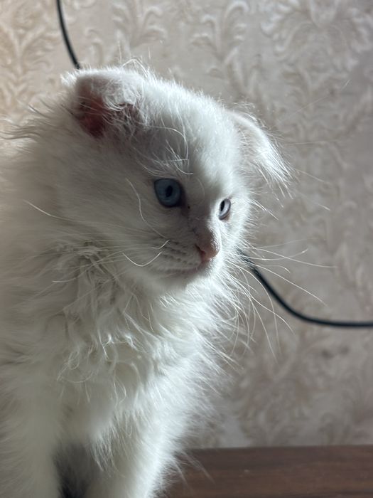 Вислоухий котенок