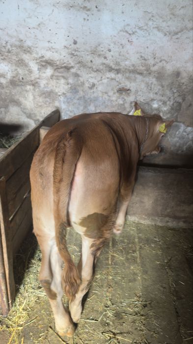 Vând 4 vițele ..