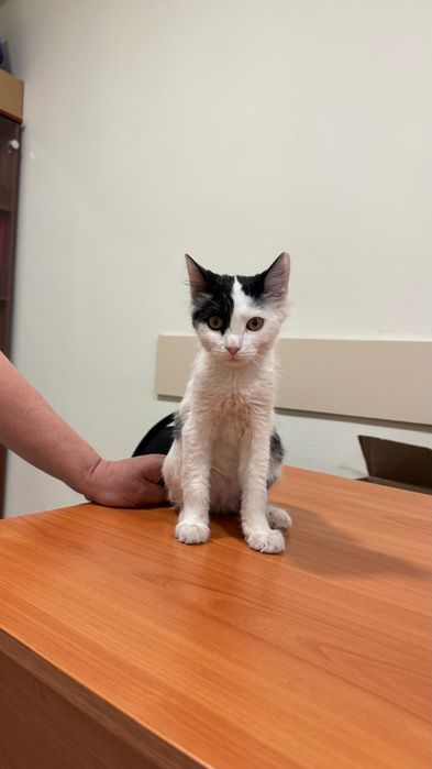 Котенок. Отдам бесплатно