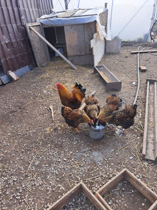 Vind ouă gaini de rasă gsg 10 lei bucata