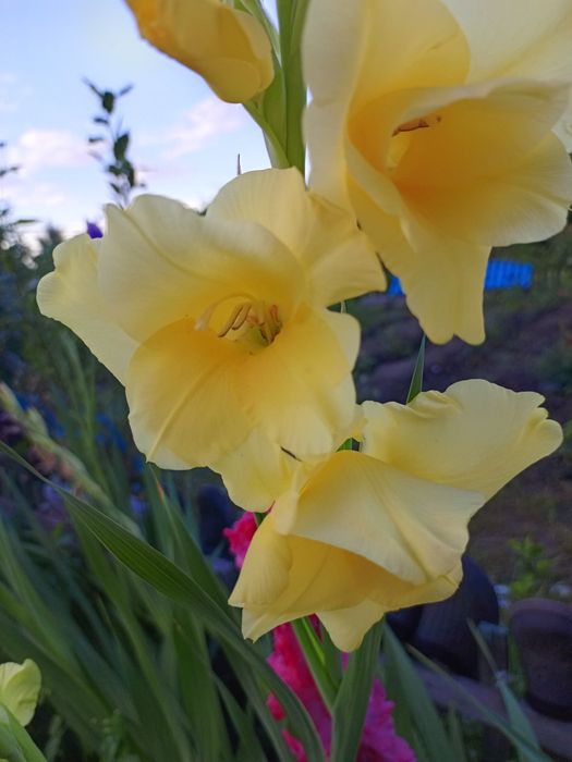 Гладиолус луковицы