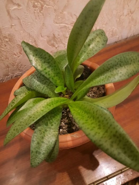 Комнатные цветы в горшках