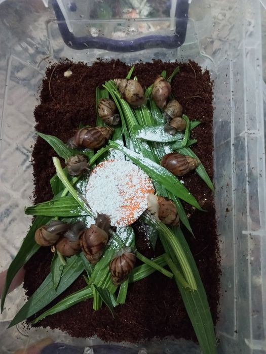 Ulitka sotiladi optom narxda, fulika albinos,Retikulyata albinos kosme