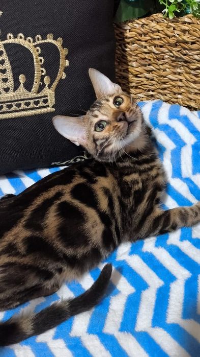 Золотые Девчушки : БЕНГАЛЬСКИЕ