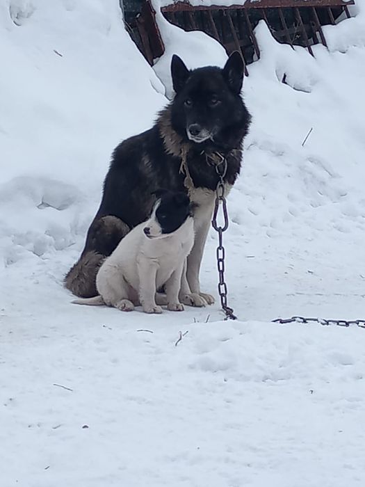 Отдам щенка хорошим, добрым людям.