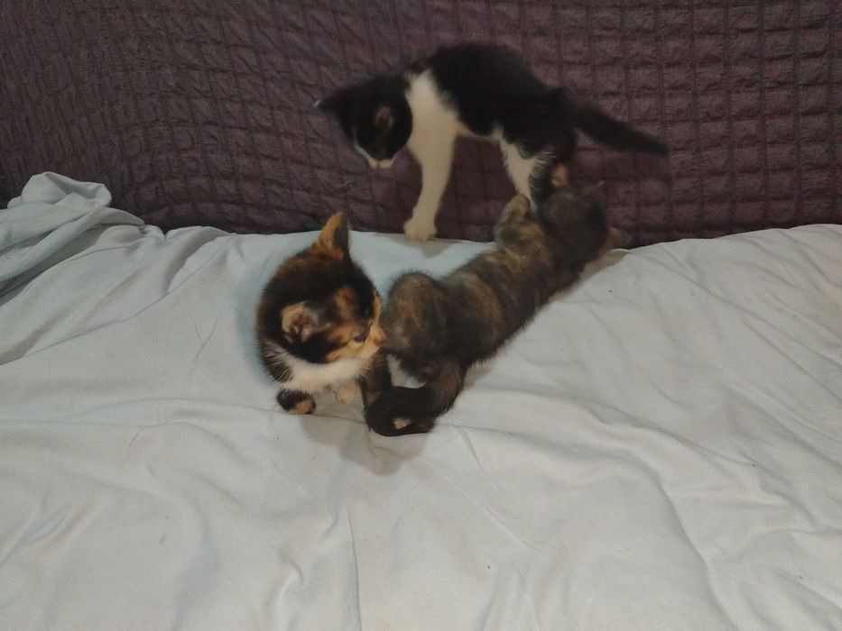 Mushuk bolasi 3ta. Tekinga