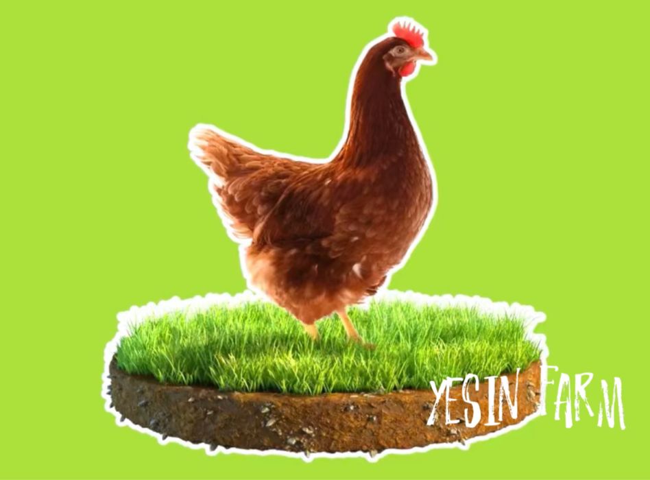 Инкубационные яйца несушка ломан браун — проверенное качество