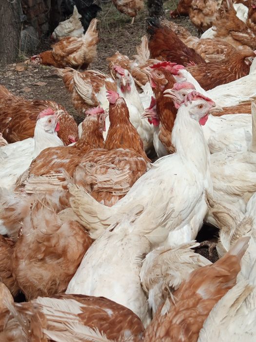 Продам курей несушек