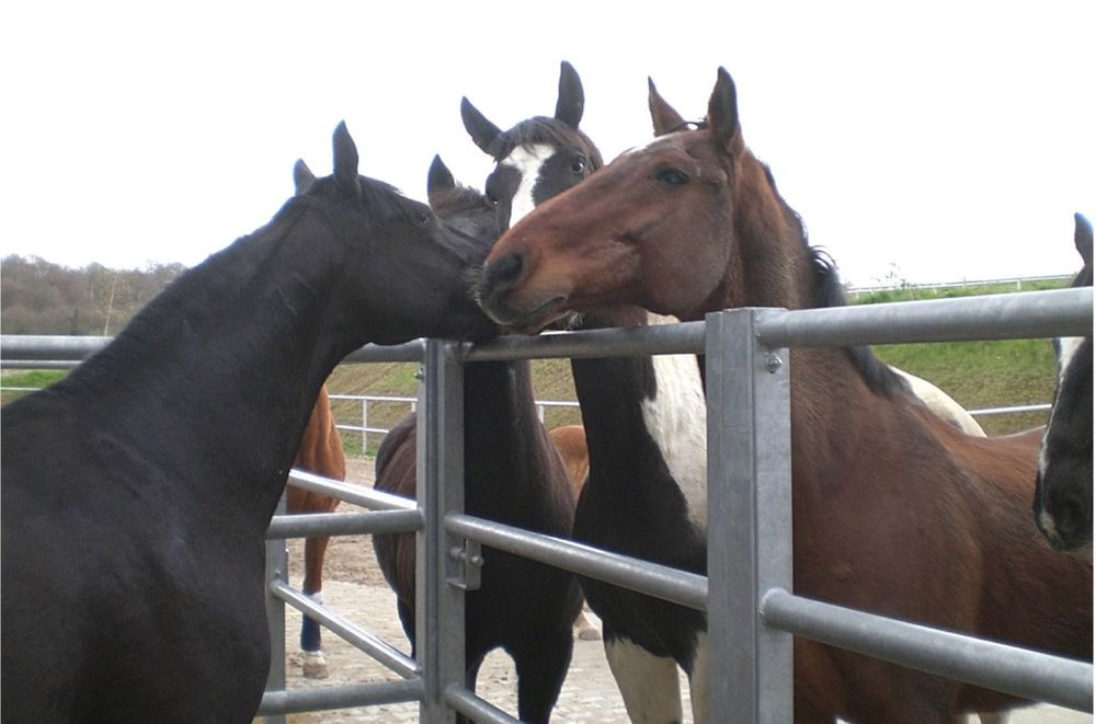 Жылқы еті, соғым халал, Мясо конина